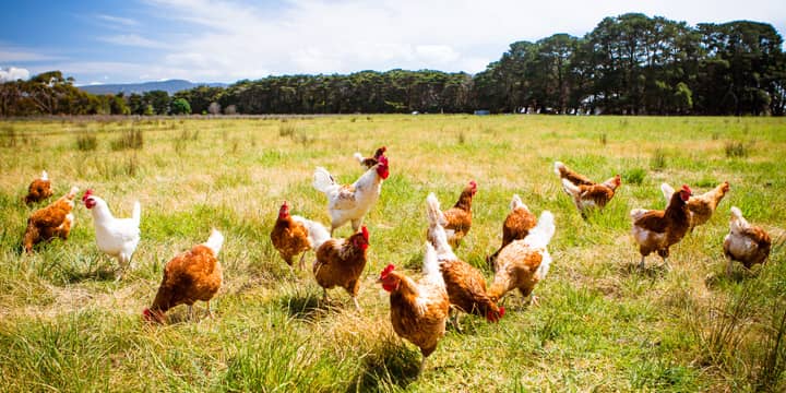 Aviculture