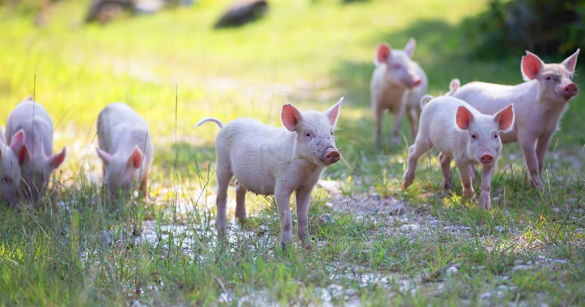 Porc